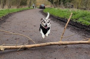 Pet food nutrition